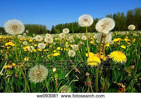 Spring meadow in May with Common Dandelion Taraxacum officinale View Large Photo Image Stock Image - Spring meadow in May with Common Dandelion Taraxacum officinale. Fotosearch