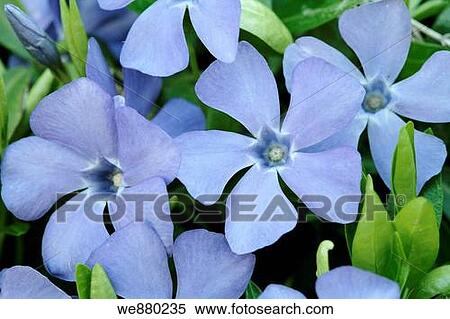 Spring Periwinkle or Vinca Minor flowers, full frame. View Large Photo Image Stock Photography - Spring Periwinkle or Vinca Minor flowers, full frame.. Fotosearch