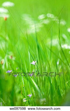 spring wild flowers in lush green garden - short depth of field View Large Photo Image Stock Photo - spring wild flowers in lush green garden - short depth of field. Fotosearch