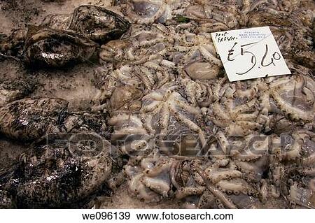 Stock Photo - Squid On Display, Open Fish Market, Venice, Italy. Fotosearch