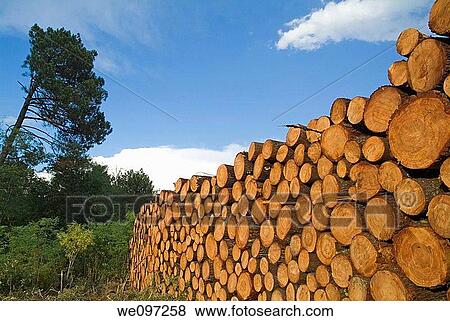 Stack of logs in the forest in the Landes forest, France Aquitaine View Large Photo Image Stock Photo - Stack of logs in the forest in the Landes forest, France Aquitaine. Fotosearch