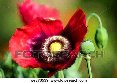 Stock Photo - Stages of Life of Peony Poppy Red Open Peony Poppy Flower, Seedhead and a Bud. Fotosearch