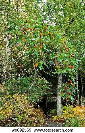 Staghorn Sumac, Nature Center, Acadia Nat Park, ME View Large Photo Image Stock Photo - Staghorn Sumac, Nature Center, Acadia Nat Park, ME. Fotosearch