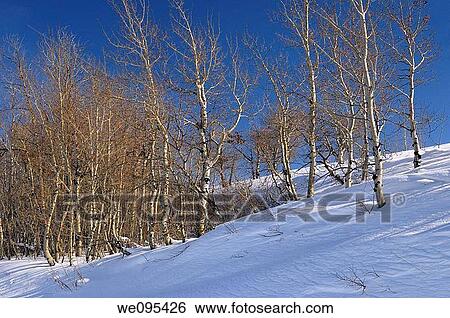Stand of Aspen trees on snow covered hill in Idaho off highway 32 View Large Photo Image Stock Photograph - Stand of Aspen trees on snow covered hill in Idaho off highway 32. Fotosearch