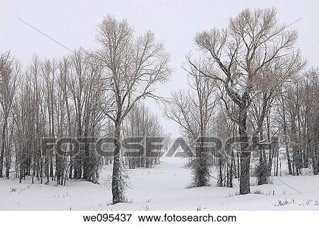 Stand of Eastern Cottonwood trees in a snow storm on Gross Ventre Road Bridger Teton National Forest View Large Photo Image Stock Photo - Stand of Eastern Cottonwood trees in a snow storm on Gross Ventre Road Bridger Teton National Forest. Fotosearch