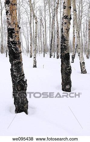 Stand of trembling Aspen trees Populus tremuloides in Grand Teton National Park Wyoming in winter View Large Photo Image Stock Photo - Stand of trembling Aspen trees Populus tremuloides in Grand Teton National Park Wyoming in winter. Fotosearch