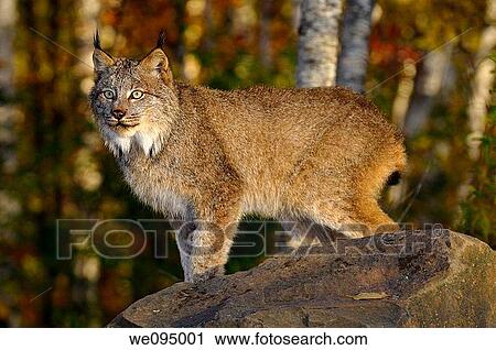 Staring Canadian Lynx standing on a rock in a birch forest in Autumn at sunrise View Large Photo Image Stock Image - Staring Canadian Lynx standing on a rock in a birch forest in Autumn at sunrise. Fotosearch