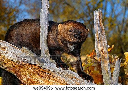 Staring North American Marten climbing down a tree stump in the Fall showing white chest markings View Large Photo Image Stock Photography - Staring North American Marten climbing down a tree stump in the Fall showing white chest markings. Fotosearch