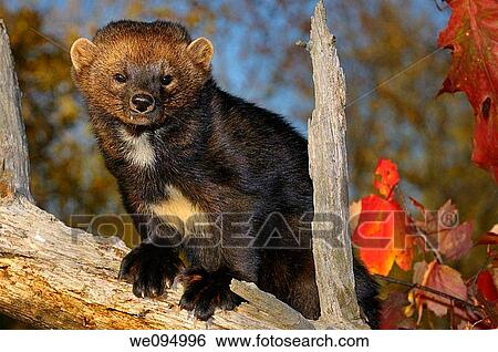 Staring North American Marten on a tree stump in the Fall showing white chest markings View Large Photo Image Stock Photograph - Staring North American Marten on a tree stump in the Fall showing white chest markings. Fotosearch