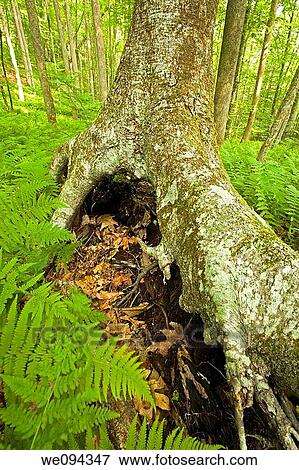 Stilt Tree, Pink Beds Area, Pisgah NF, NC View Large Photo Image Stock Photo - Stilt Tree, Pink Beds Area, Pisgah NF, NC. Fotosearch