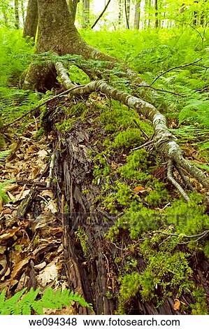 Stilt Tree, Pink Beds Area, Pisgah NF, NC View Large Photo Image Stock Photo - Stilt Tree, Pink Beds Area, Pisgah NF, NC. Fotosearch