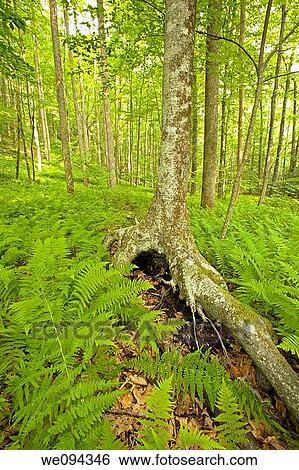 Stilt Tree, Pink Beds Area, Pisgah NF, NC View Large Photo Image Stock Photograph - Stilt Tree, Pink Beds Area, Pisgah NF, NC. Fotosearch