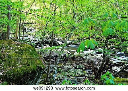 Stream, Spring Folage, Tremont, Great Smoky Mtns Nat Park, TN, USA View Large Photo Image Stock Image - Stream, Spring Folage, Tremont, Great Smoky Mtns Nat Park, TN, USA. Fotosearch