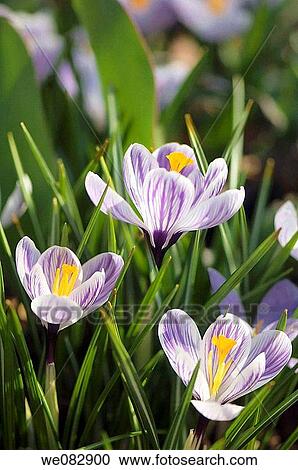 Striped Crocuses in Bloom. Crocus vernus. March 2008, Maryland, USA View Large Photo Image Stock Image - Striped Crocuses in Bloom. Crocus vernus. March 2008, Maryland, USA. Fotosearch