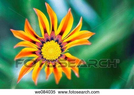 Stock Photography - Striped Gazania Burst. Gazania rigens. Fotosearch