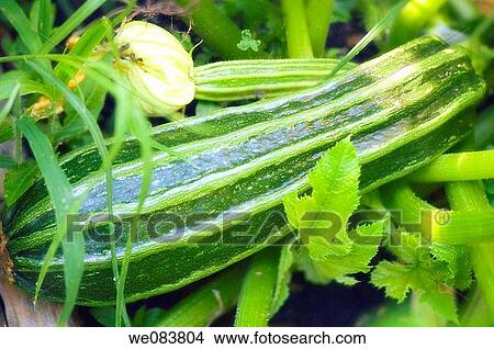 Striped Summer Squash Growing among Green Leaves and Grass. Cucurbita pepo. View Large Photo Image Picture - Striped Summer Squash Growing among Green Leaves and Grass. Cucurbita pepo.. Fotosearch