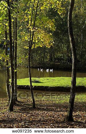 Sun rays and leaves in a forest View Large Photo Image Stock Photography - Sun rays and leaves in a forest. Fotosearch
