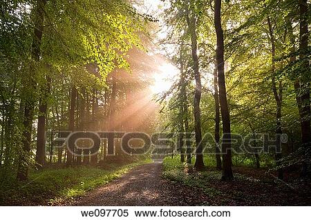 sunbeams shining through forest trees View Large Photo Image Stock Photography - sunbeams shining through forest trees. Fotosearch