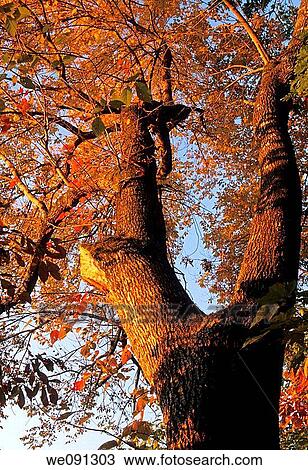 Sunrise, Glowing Tree, East Tennessee View Large Photo Image Stock Image - Sunrise, Glowing Tree, East Tennessee. Fotosearch