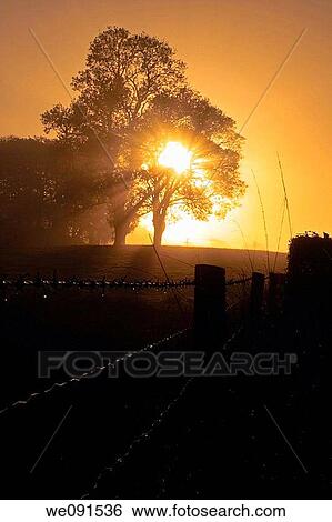Sunrise through the Trees, with water droplets on a barbed wire fence in foreground, underexposed to create silhouette effect. View Large Photo Image Stock Photograph - Sunrise through the Trees, with water droplets on a barbed wire fence in foreground, underexposed to create silhouette effect.. Fotosearch