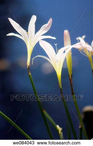 Swamp Lilies Flower Duo and Bud. Crinum americanum, Crinum x powellii View Large Photo Image Stock Image - Swamp Lilies Flower Duo and Bud. Crinum americanum, Crinum x powellii. Fotosearch
