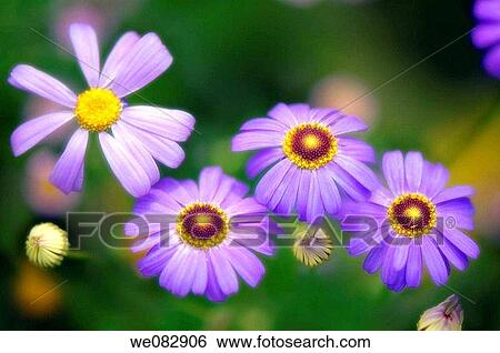 Swan River Daisies. Brachycome lberidifolia. June 2007. Maryland, USA. View Large Photo Image Stock Photograph - Swan River Daisies. Brachycome lberidifolia. June 2007. Maryland, USA.. Fotosearch