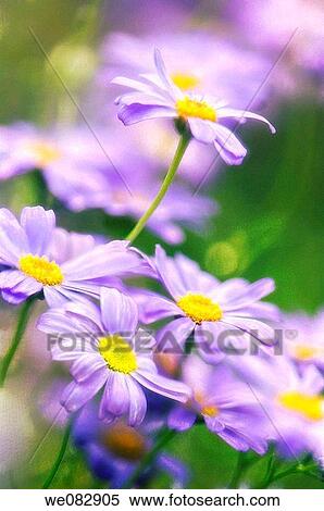 Swan River Daisies. Brachycome lberidifolia. June 2007. Maryland, USA. View Large Photo Image Stock Photography - Swan River Daisies. Brachycome lberidifolia. June 2007. Maryland, USA.. Fotosearch