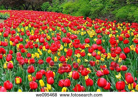 Sweeping bed of Red Impression and yellow Washington Tulips at Ottawa Tulip Festival View Large Photo Image Stock Photo - Sweeping bed of Red Impression and yellow Washington Tulips at Ottawa Tulip Festival. Fotosearch