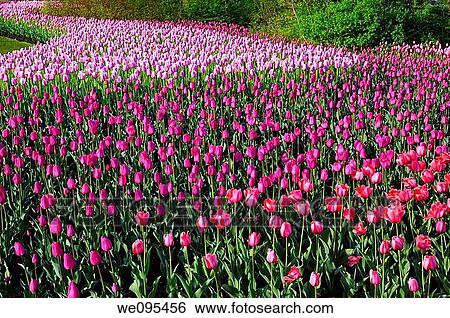 Sweeping mass of Red Impression Barcelona and Ollioules Tulips at the Ottawa Tulip Festival View Large Photo Image Stock Photograph - Sweeping mass of Red Impression Barcelona and Ollioules Tulips at the Ottawa Tulip Festival. Fotosearch