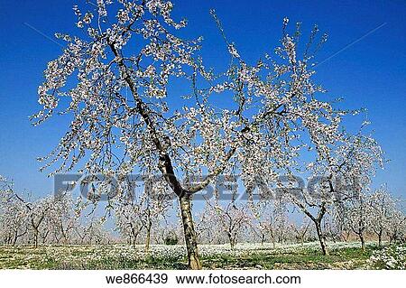 Sweet almond tree (Prunus amygdalus View Large Photo Image Stock Photo - Sweet almond tree (Prunus amygdalus. Fotosearch