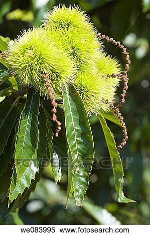 Sweet Chestnut (Castanea sativa, fam. Fagaceae) View Large Photo Image Stock Photography - Sweet Chestnut (Castanea sativa, fam. Fagaceae). Fotosearch