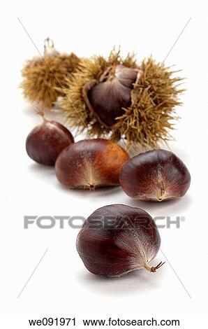Sweet Chestnuts View Large Photo Image Stock Image - Sweet Chestnuts. Fotosearch