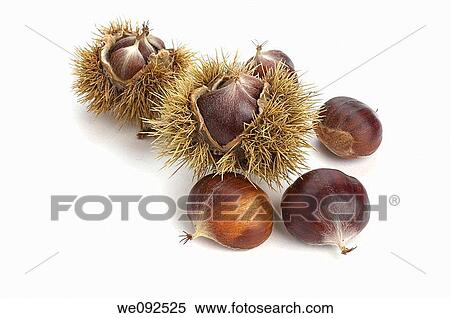 Sweet Chestnuts View Large Photo Image Stock Photography - Sweet Chestnuts. Fotosearch