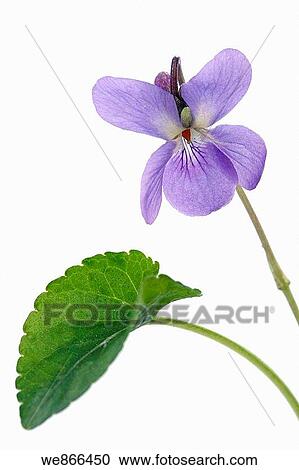 Sweet violet (Viola odorata) View Large Photo Image Stock Image - Sweet violet (Viola odorata). Fotosearch