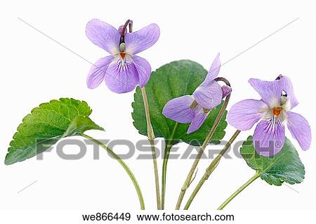 Sweet violet (Viola odorata) View Large Photo Image Stock Photo - Sweet violet (Viola odorata). Fotosearch