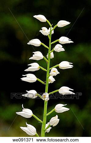 Sword-leaved Helleborine, Cephalanthera longifolia, Orchid View Large Photo Image Stock Image - Sword-leaved Helleborine, Cephalanthera longifolia, Orchid. Fotosearch