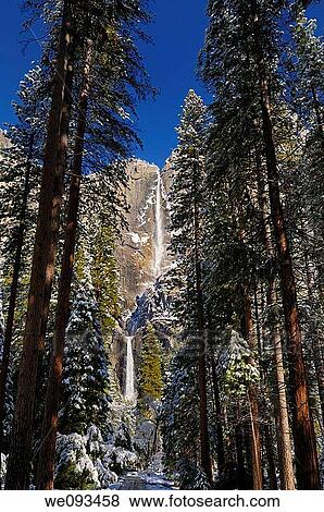 Tall pines in the valley of Yosemite National Park with both the Upper and Lower Yosemite Falls in winter View Large Photo Image Stock Photo - Tall pines in the valley of Yosemite National Park with both the Upper and Lower Yosemite Falls in winter. Fotosearch