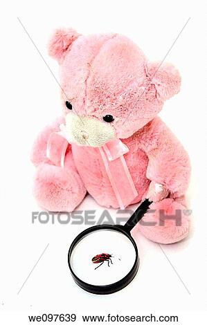 Teddy Bear with magnifying glass studies an insect View Large Photo Image Stock Photo - Teddy Bear with magnifying glass studies an insect. Fotosearch