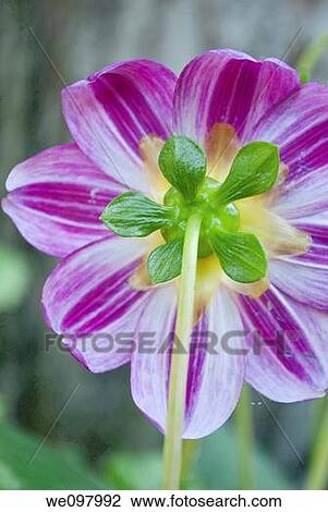Stock Image - The back of a striped Dahlia blossom. Fotosearch
