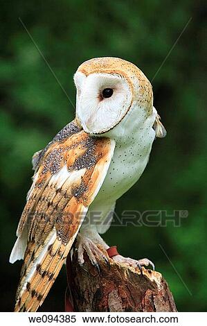 The Barn Owl Tyto alba View Large Photo Image Stock Photography - The Barn Owl Tyto alba. Fotosearch