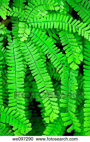 The beautiful Maidenhair Fern, photographed in its native habitat, deep in Great Smoky Mountains National Park Adiantum pedatum View Large Photo Image Stock Image - The beautiful Maidenhair Fern, photographed in its native habitat, deep in Great Smoky Mountains National Park Adiantum pedatum. Fotosearch