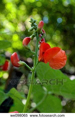 The blooming flowers of a Scarlet Runner Bean plant View Large Photo Image Stock Photography - The blooming flowers of a Scarlet Runner Bean plant. Fotosearch