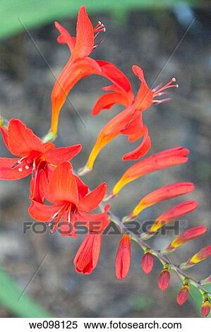 The blooms of a red Crocsmia View Large Photo Image Stock Photography - The blooms of a red Crocsmia. Fotosearch