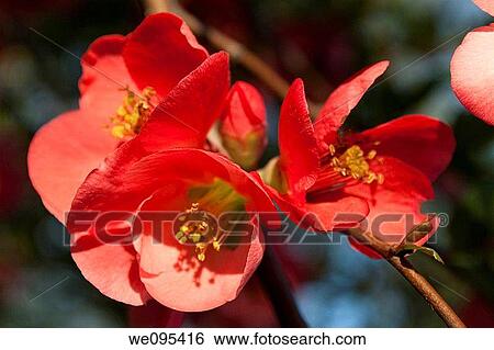 The blossoms of a spring blooming weigela View Large Photo Image Stock Photograph - The blossoms of a spring blooming weigela. Fotosearch