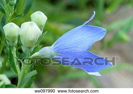 The buds and flower of a blue Balloon plant View Large Photo Image Stock Image - The buds and flower of a blue Balloon plant. Fotosearch