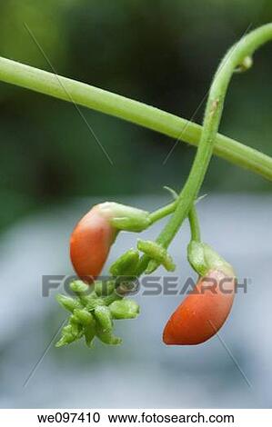 The buds of a scarlet runner bean View Large Photo Image Stock Image - The buds of a scarlet runner bean. Fotosearch