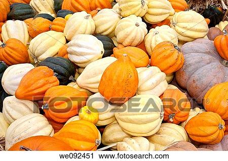 The carving of pumpkins is associated with Halloween in North America where pumpkins are both readily available and much larger- making them easier to carve than turnips 12 Many families that celebrate Halloween carve a pumpkin into a frightening or comic View Large Photo Image Stock Image - The carving of pumpkins is associated with Halloween in North America where pumpkins are both readily available and much larger- making them easier to carve than turnips 12 Many families that celebrate Halloween carve a pumpkin into a frightening or comic. Fotosearch
