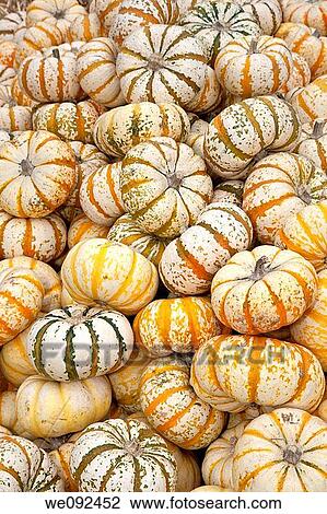 The carving of pumpkins is associated with Halloween in North America where pumpkins are both readily available and much larger- making them easier to carve than turnips 12 Many families that celebrate Halloween carve a pumpkin into a frightening or comic View Large Photo Image Stock Image - The carving of pumpkins is associated with Halloween in North America where pumpkins are both readily available and much larger- making them easier to carve than turnips 12 Many families that celebrate Halloween carve a pumpkin into a frightening or comic. Fotosearch