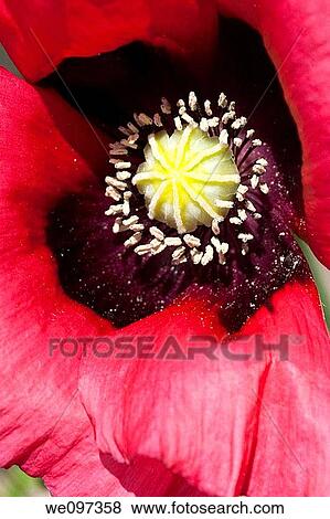 Stock Photo - The center of a bright pink annual Poppy. Fotosearch