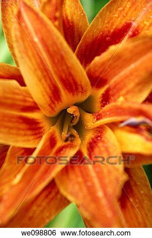 The center of a double orange Daylily View Large Photo Image Stock Photograph - The center of a double orange Daylily. Fotosearch